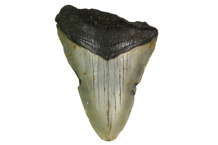 Bargain, Megalodon Tooth - North Carolina #152938